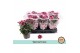 Chrysanthemum ind. ciao special 
