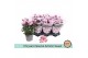 Chrysanthemum ind. artistic rosy special 