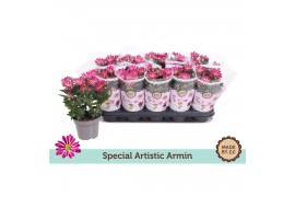 Chrysanthemum ind. artistic armin
