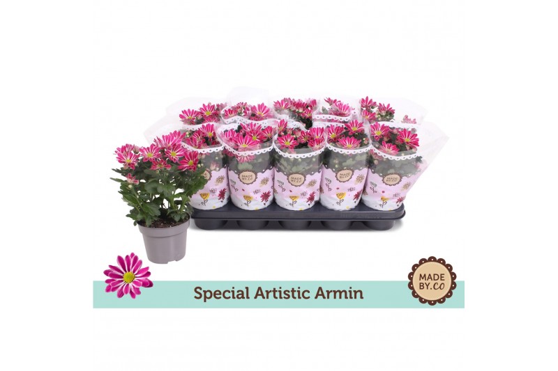 Chrysanthemum ind. artistic armin 