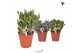 Crassula mix Kolibri Greens Succulenten Crassula mix 1 pp  cm diameter 