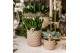Crassula mix Kolibri Greens Succulenten Crassula mix 1 pp  cm diameter 