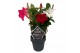 Mandevilla sundaville mixkar Mandevilla Sundaville Bicolor op rek (in  