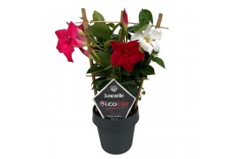 Mandevilla sundaville mixkar Mandevilla Sundaville Bicolor op rek (in 
