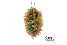 Portulaca mix Wandhanger portulaca