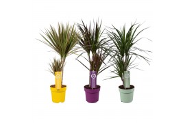 Dracaena mixkar 2pp - 30-15 Mixkar MoreLips