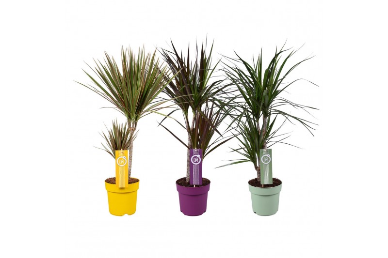 Dracaena mixkar 2pp - 30-15 Mixkar MoreLips Dracaena mixkar 2pp - 30-15 Mixkar MoreLips