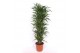 Dracaena fragr. riki vertakt 