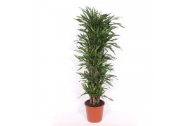 Dracaena fragr. riki vertakt