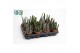 Cactus Stapelia mix 