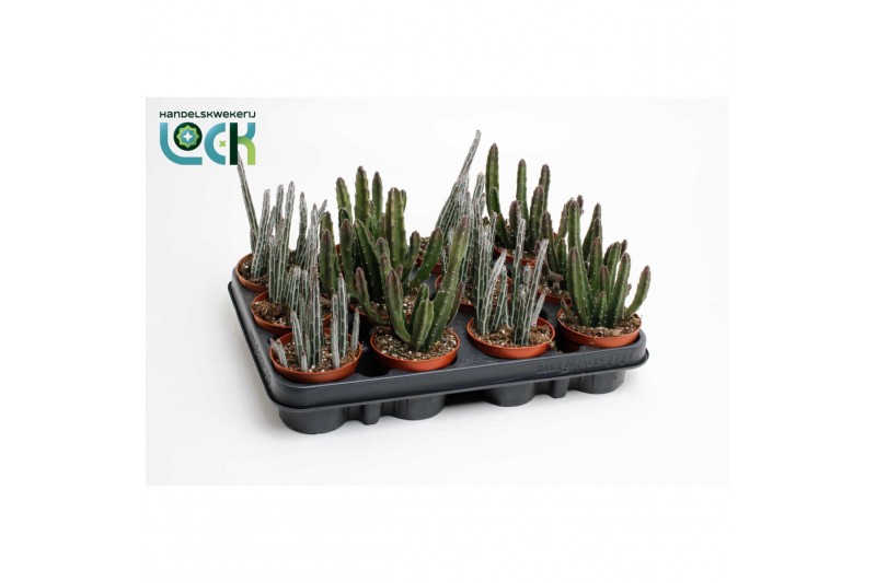 Cactus Stapelia mix 