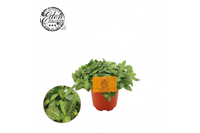 Fittonia verschaffeltii 