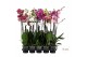 Phalaenopsis mix 3 tak - 75/80cm 