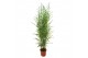 Phyllostachys aurea 