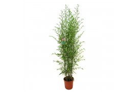 Phyllostachys aurea