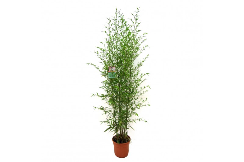 Phyllostachys aurea 