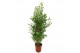 Phyllostachys bissetii 