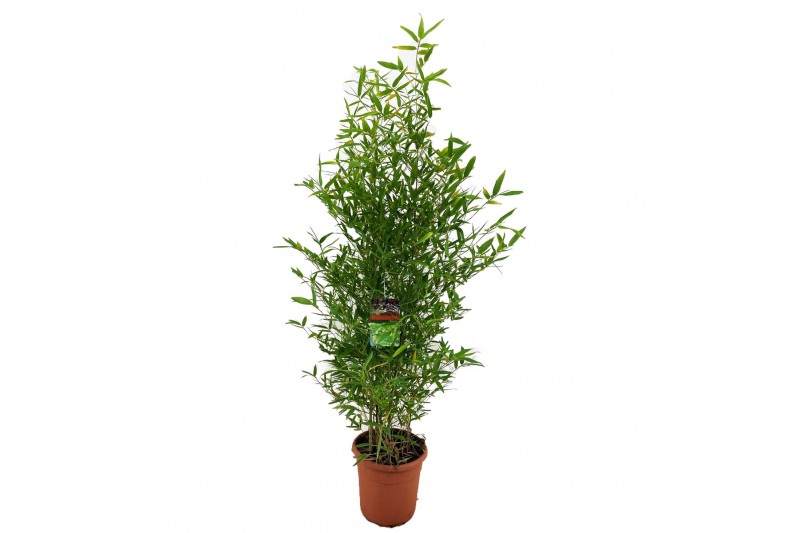 Phyllostachys bissetii 