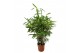 Pseudosasa japonica 