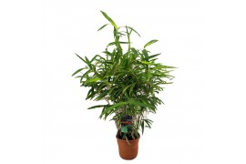 Pseudosasa japonica