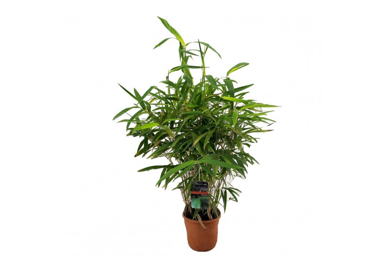 Pseudosasa japonica 