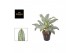 Aglaonema emerald stone 