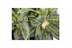 Aglaonema emerald stone 