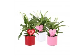 Spathiphyllum pearl cupido KP-753.14 - stippenpot met hartsteker