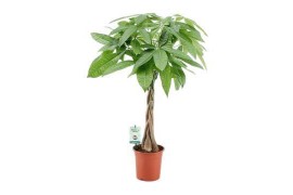 Pachira aquatica