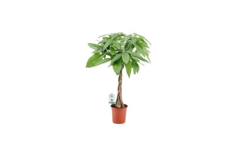 Pachira aquatica 