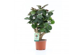 Polyscias fabian