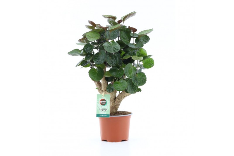 Polyscias fabian 