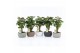 Polyscias fabian in classic stone schalen 