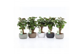 Polyscias fabian in classic stone schalen