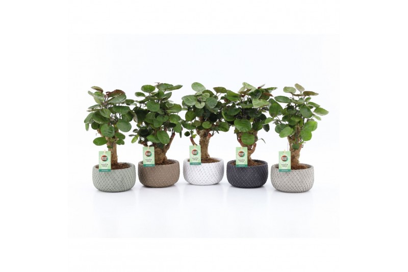 Polyscias fabian in classic stone schalen Polyscias fabian in classic stone schalen