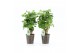 Polyscias green lemon in iron leaf 