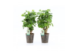 Polyscias green lemon in iron leaf