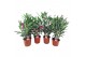 Nerium oleander 