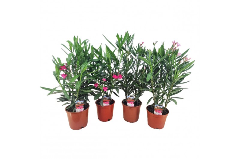 Nerium oleander 
