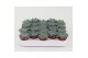 Echeveria zonder bloem Rundelii Special 