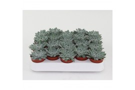 Echeveria zonder bloem Rundelii Special