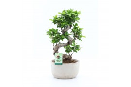 Ficus microcarpa ginseng s-type in smooth concrete
