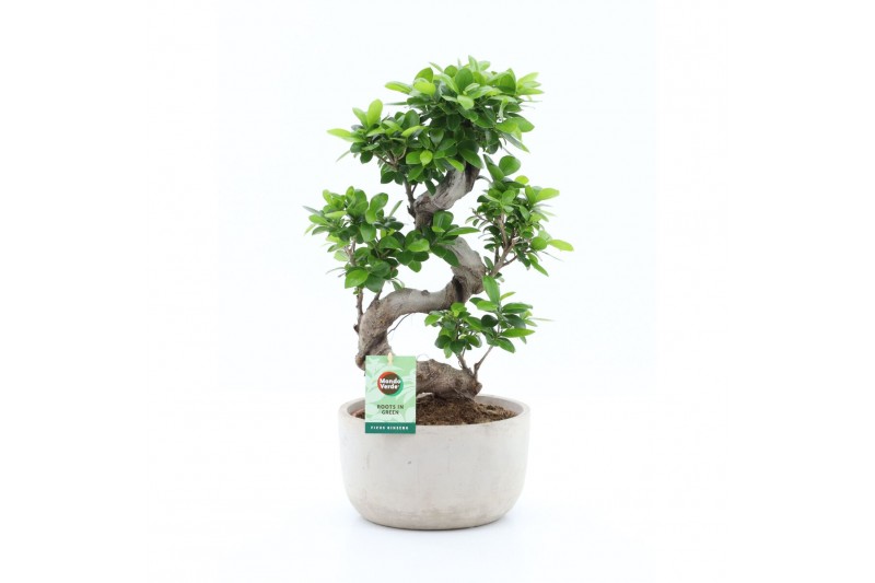 Ficus microcarpa ginseng s-type in smooth concrete Ficus microcarpa ginseng s-type in smooth concrete