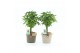 Schefflera arboricola luseana in noah deluxe 