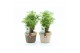 Polyscias hawaiiana ming in noah deluxe 
