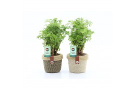 Polyscias hawaiiana ming in noah deluxe