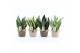 Sansevieria mix in noah deluxe 