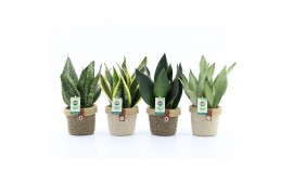Sansevieria mix in noah deluxe