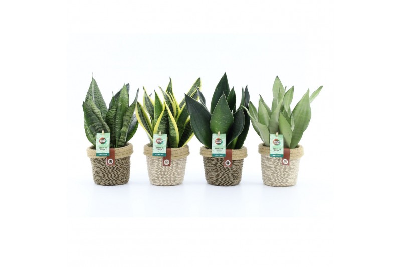 Sansevieria mix in noah deluxe 
