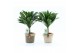 Dracaena fragr. janet craig compacta op stam in noah deluxe 